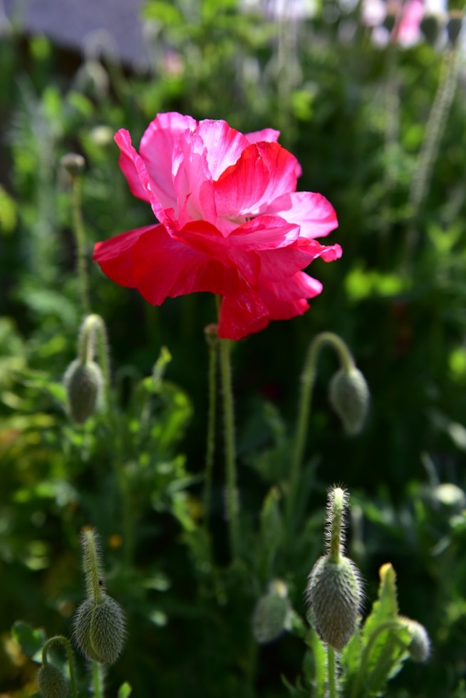DSC_1951.JPG