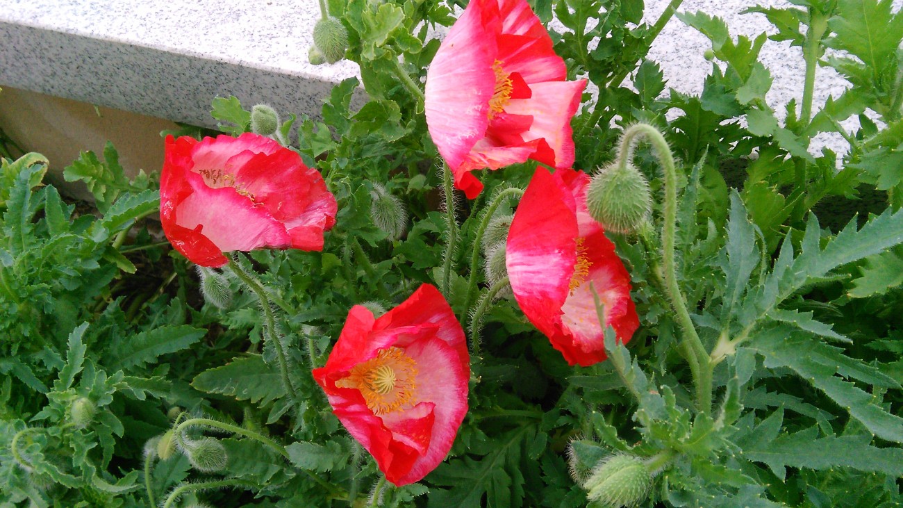 IMG_20150503_125705.jpg
