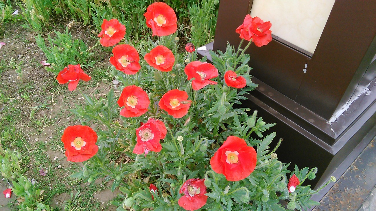 IMG_20150503_125757.jpg