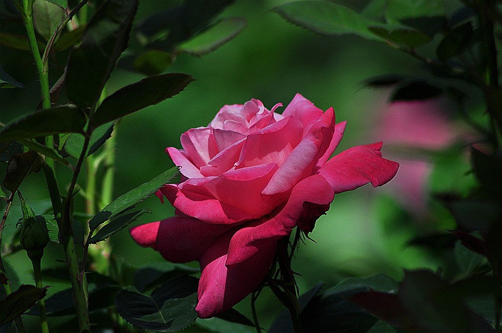 DSC_0926.jpg