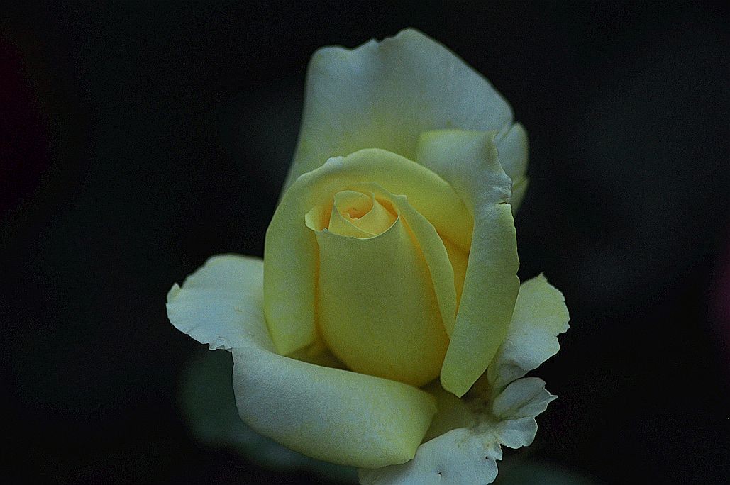 DSC_0937.jpg