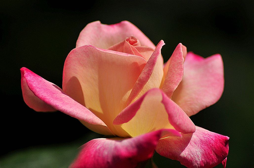 DSC_0987.jpg