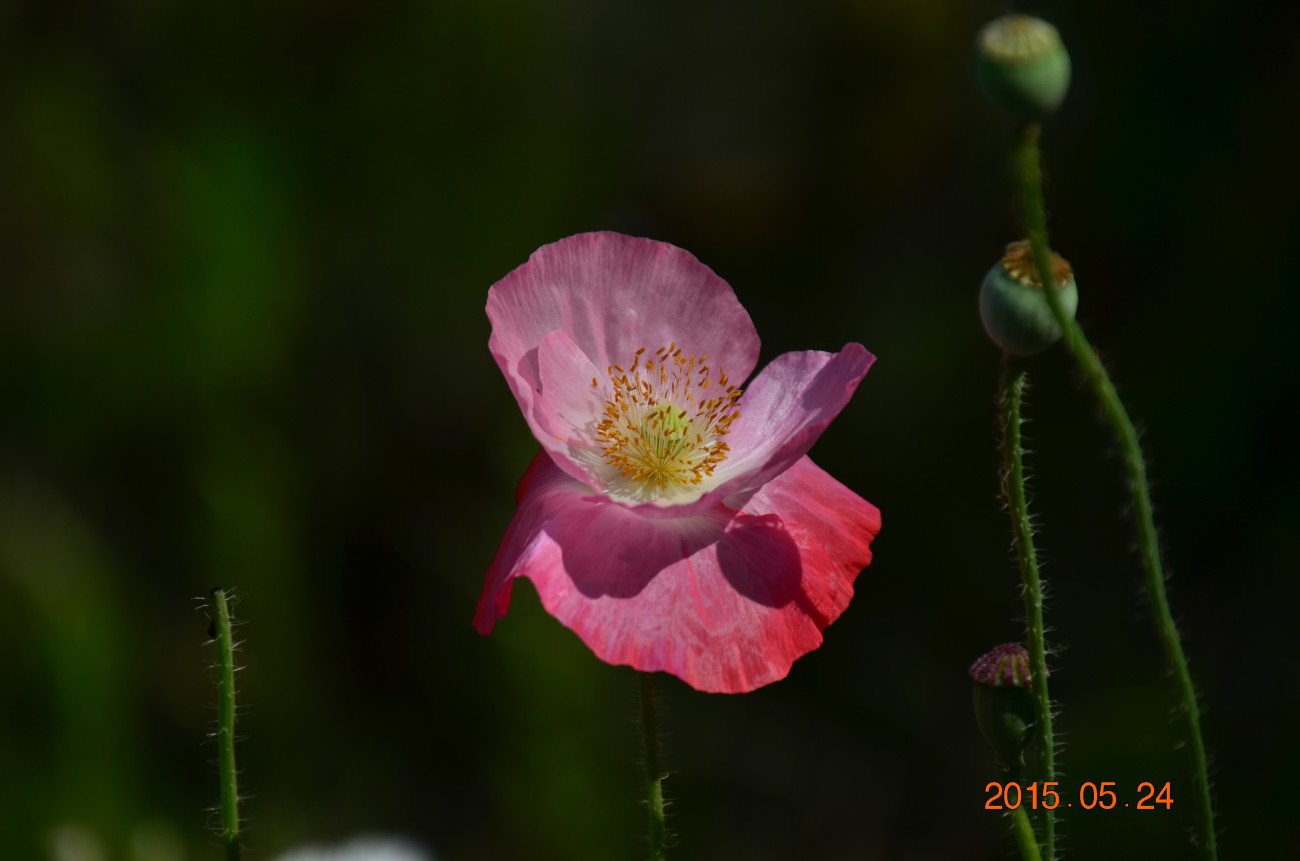 DSC_0002.JPG