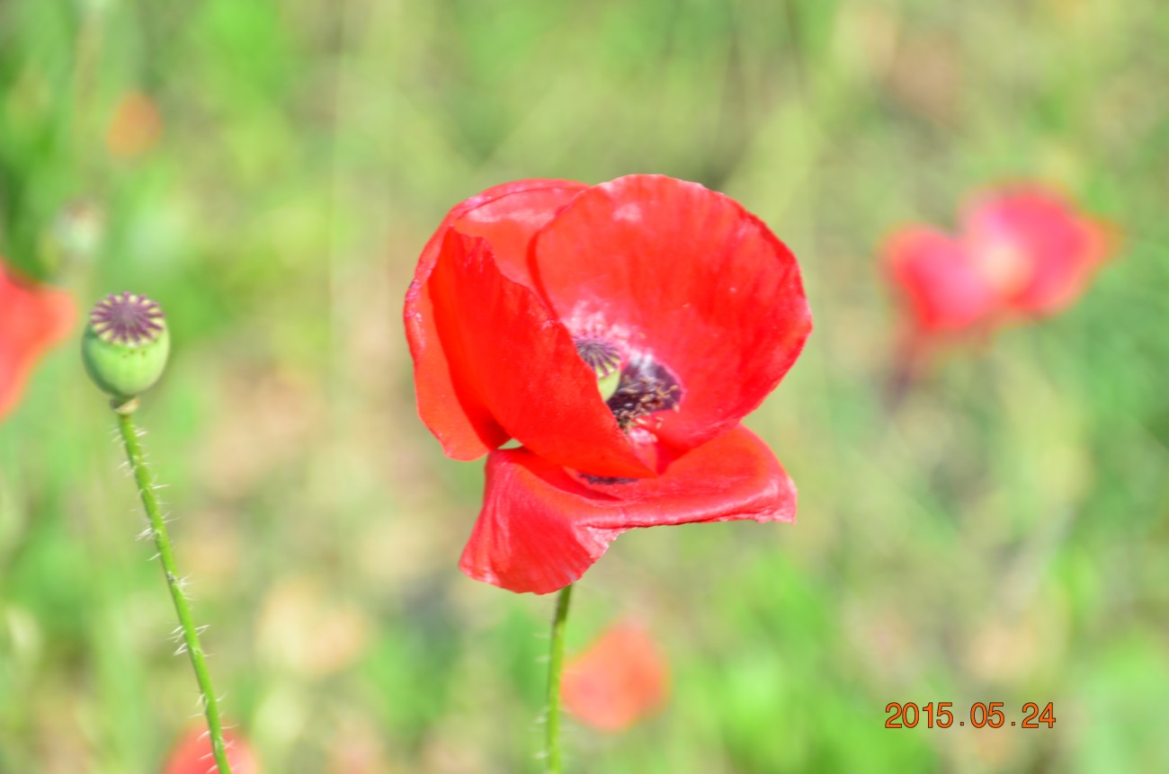 DSC_0008.JPG