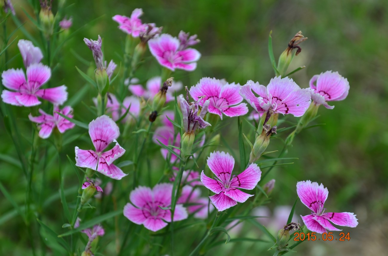 DSC_0015.JPG