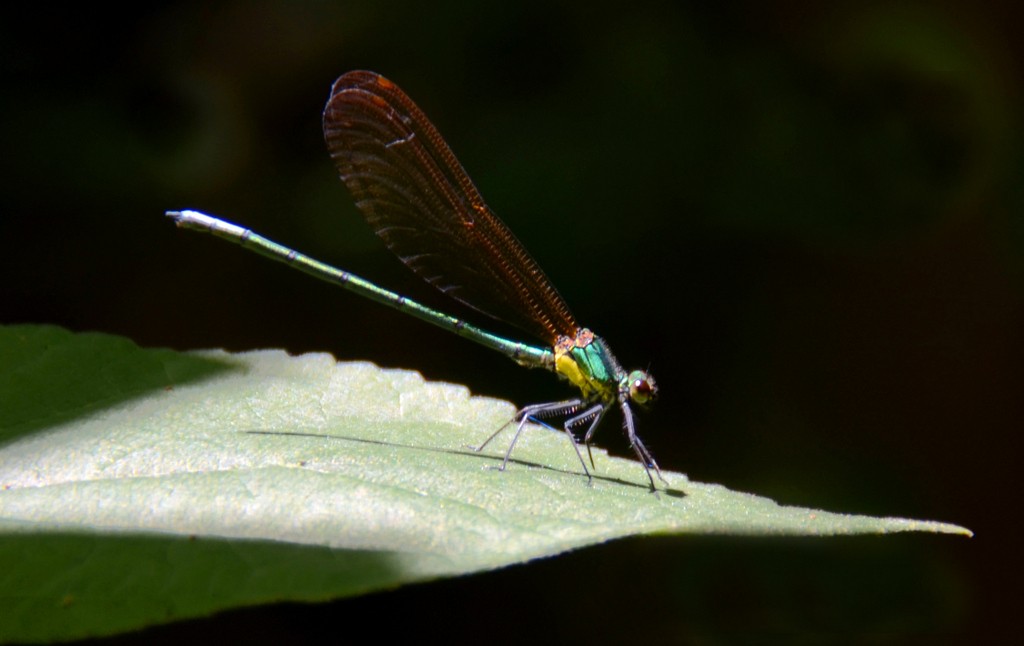 DSC_3859.jpg