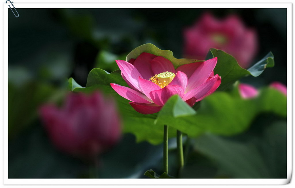 IMG_4816_副本.jpg