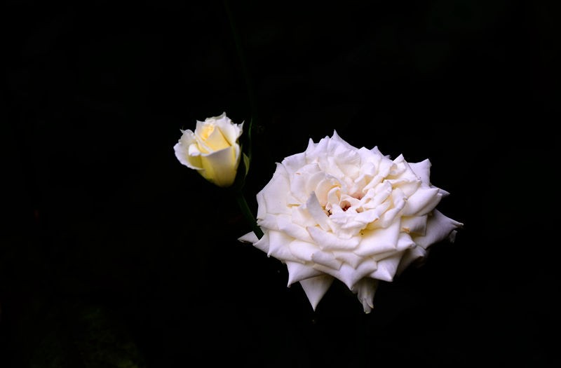 白色月季花