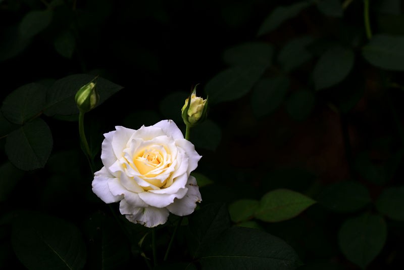 白色月季花