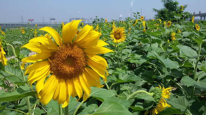 20150701_111637_副本_副本.jpg
