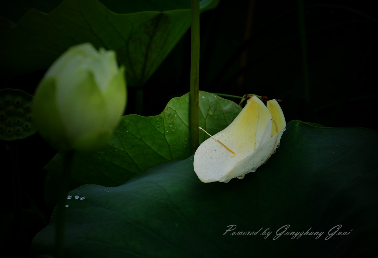 DSC_2839_副本.jpg