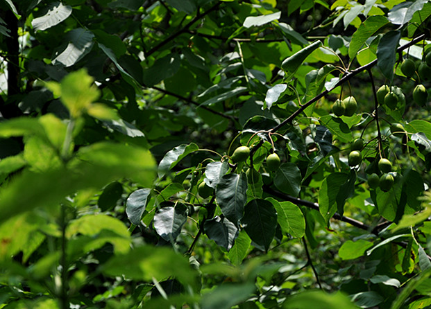 DSC_0063_副本.jpg