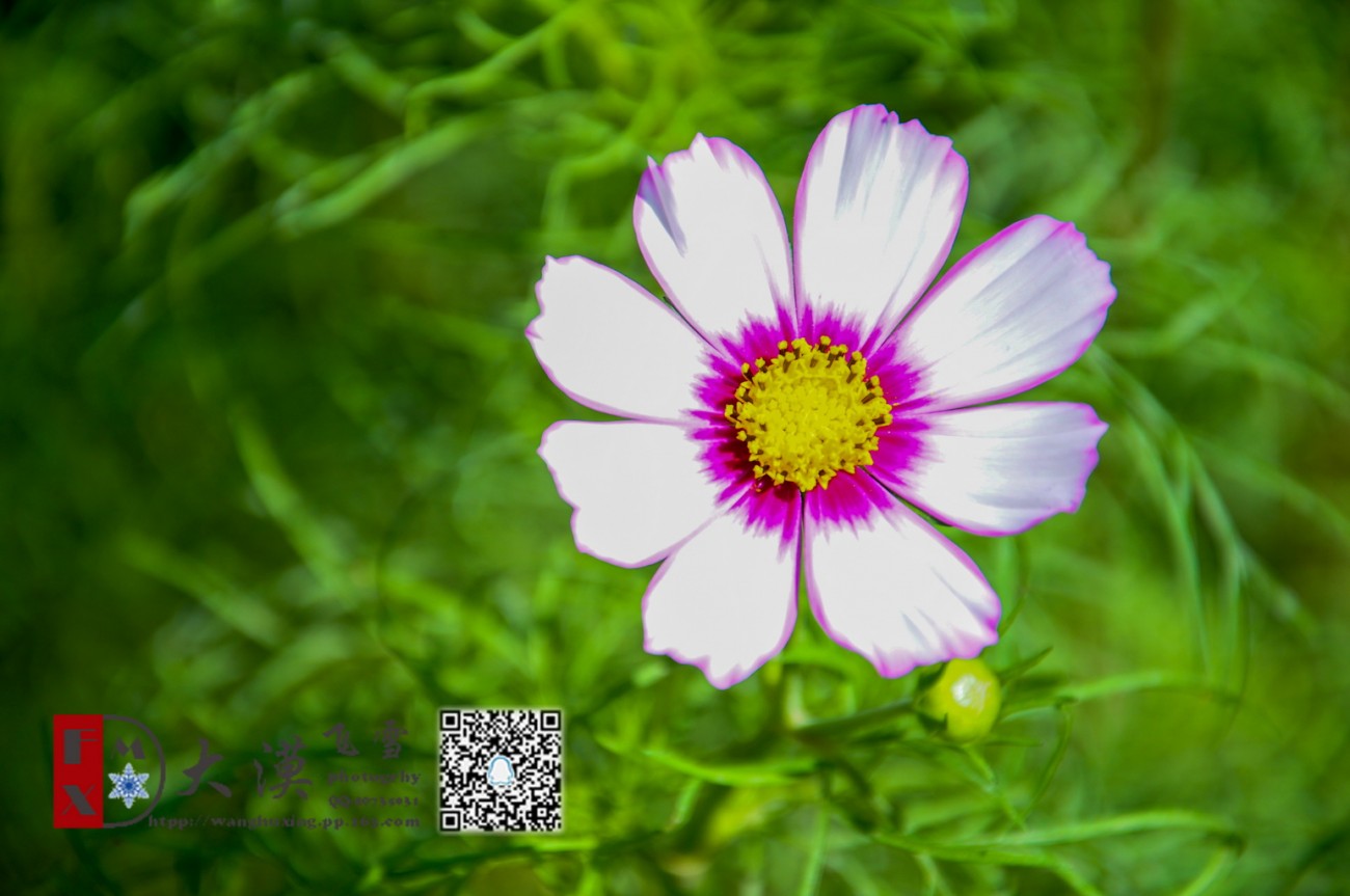 20140801-DSC_6991.jpg