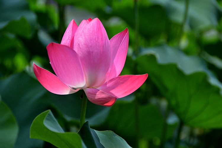 亭亭玉立 (1).jpg