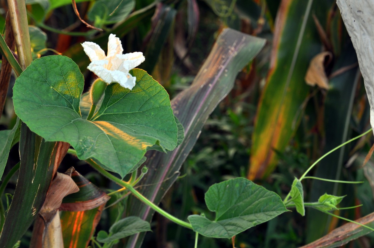 DSC_0563F.jpg