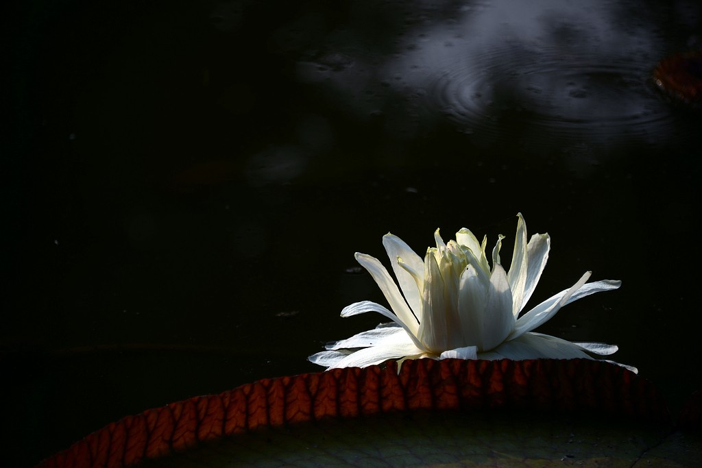DSC_7000.JPG