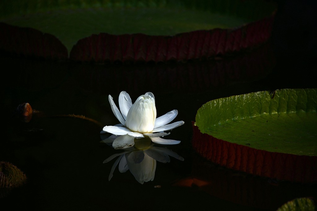 DSC_7077.JPG