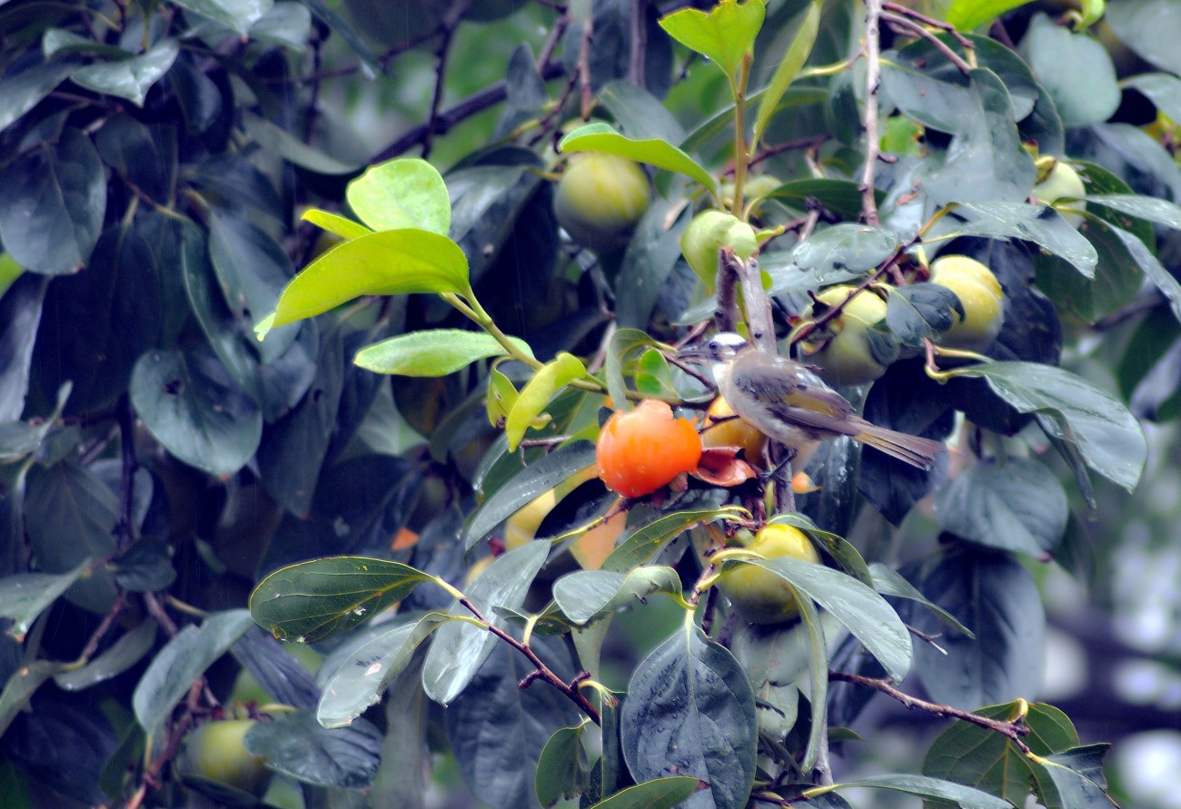 DSC_0614F.jpg