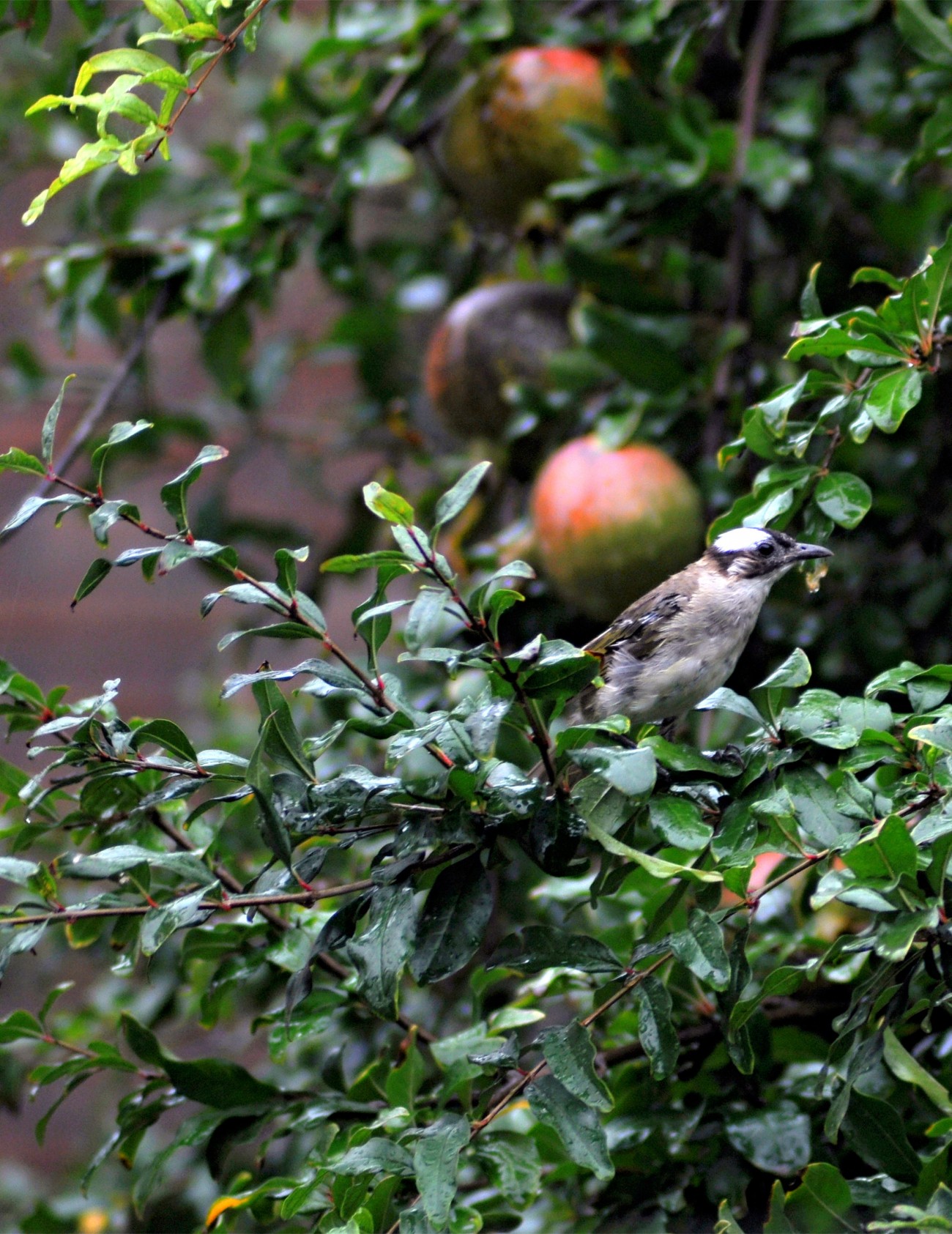 DSC_0636F.jpg