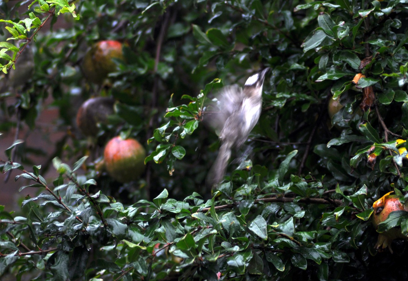 DSC_0639F.jpg