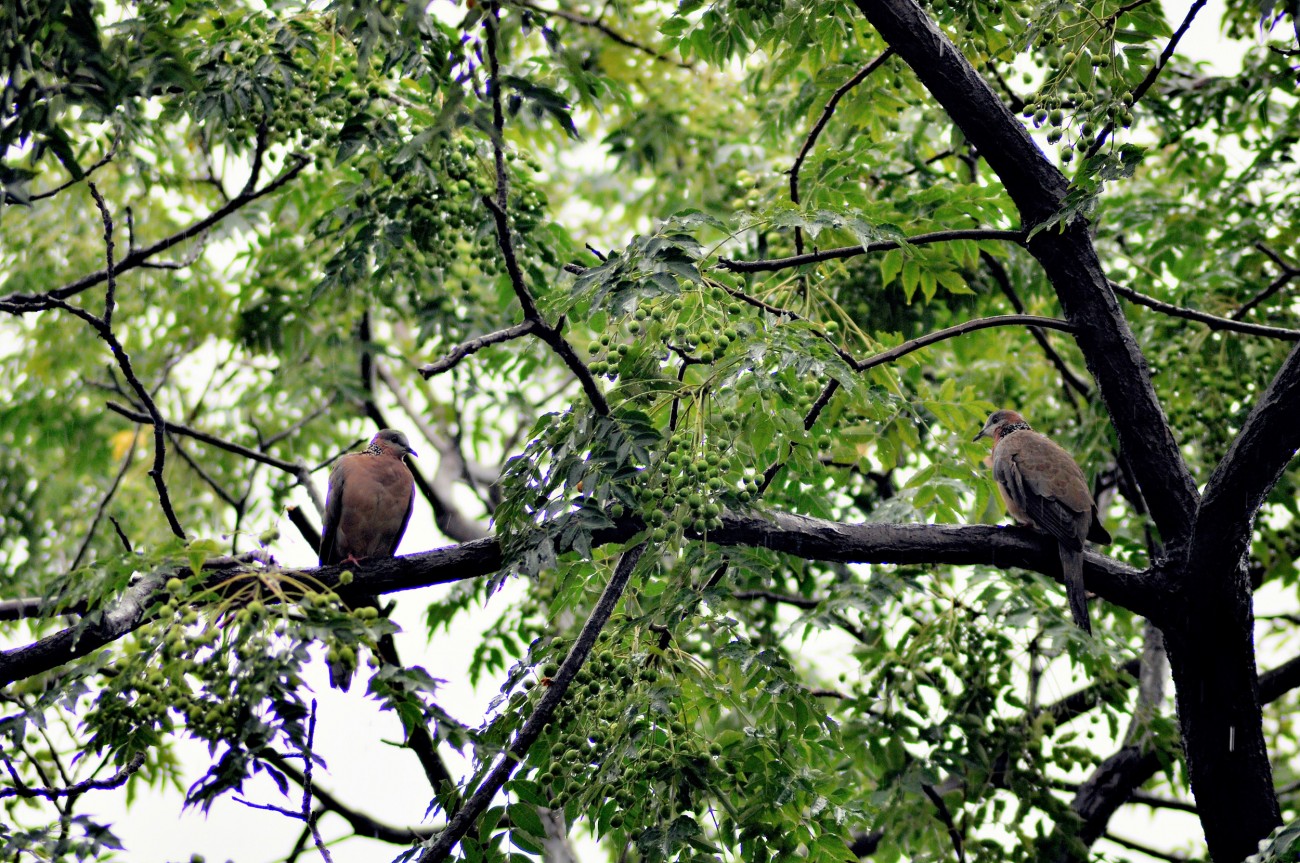 DSC_0658F.jpg