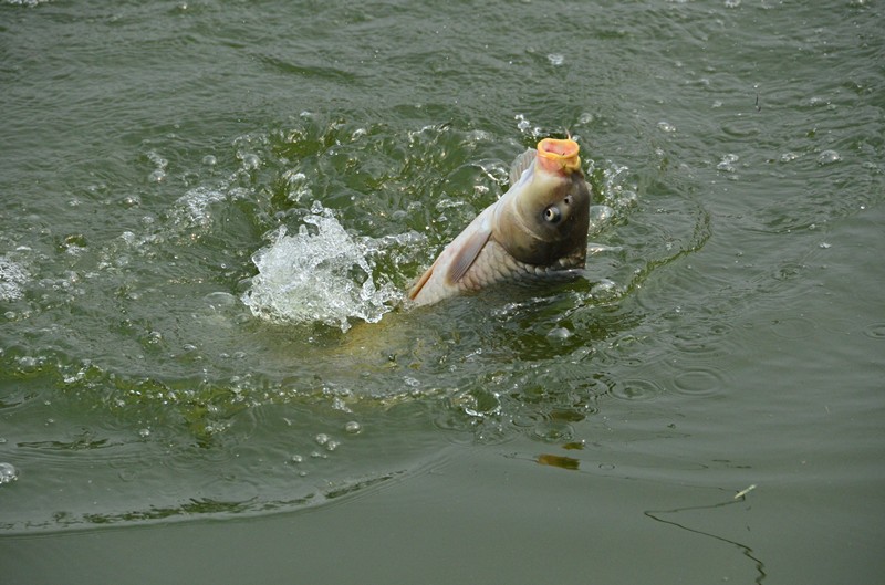 DSC_0744_副本.jpg