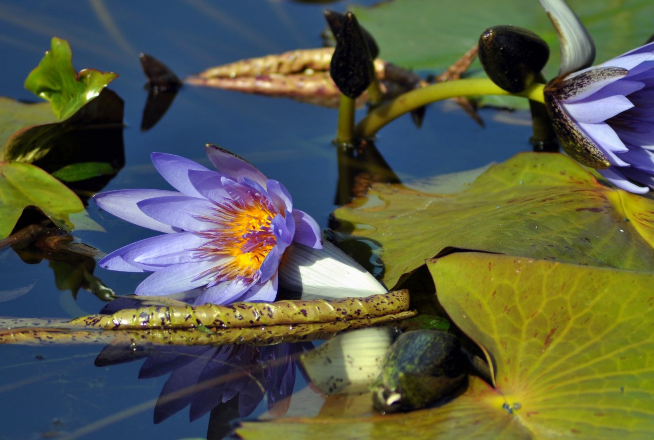 花在烧 (1).jpg
