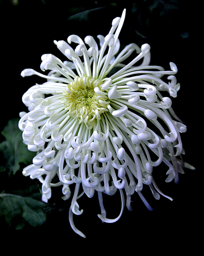 菊花展 (7).JPG