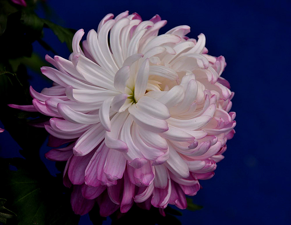 菊花展 (13).JPG