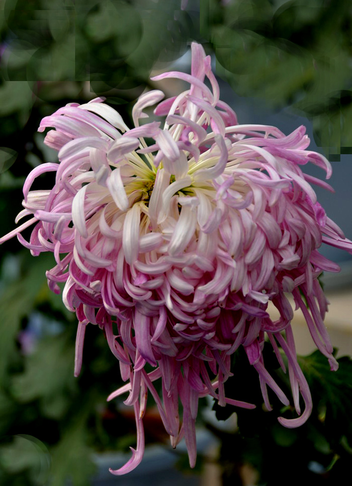 菊花展 (32).JPG