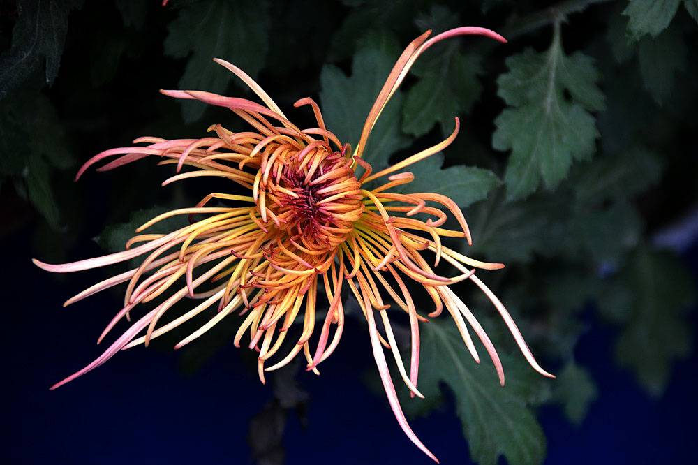 菊花展 (37).JPG