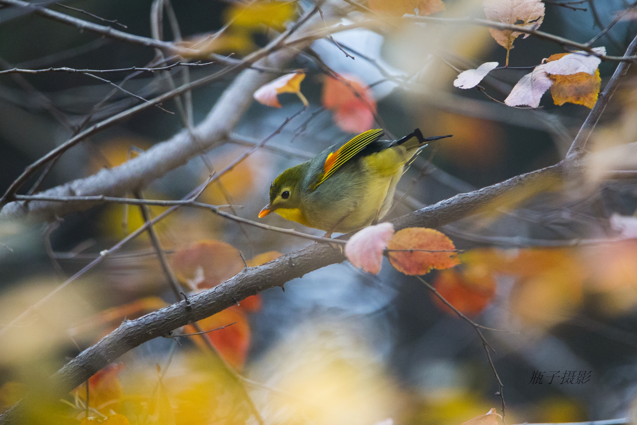 _L7P3750_看图王.jpg