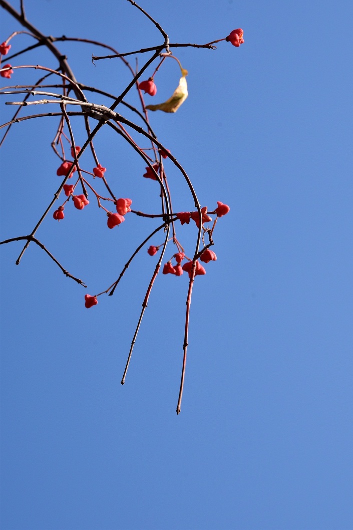 DSC_8980.JPG