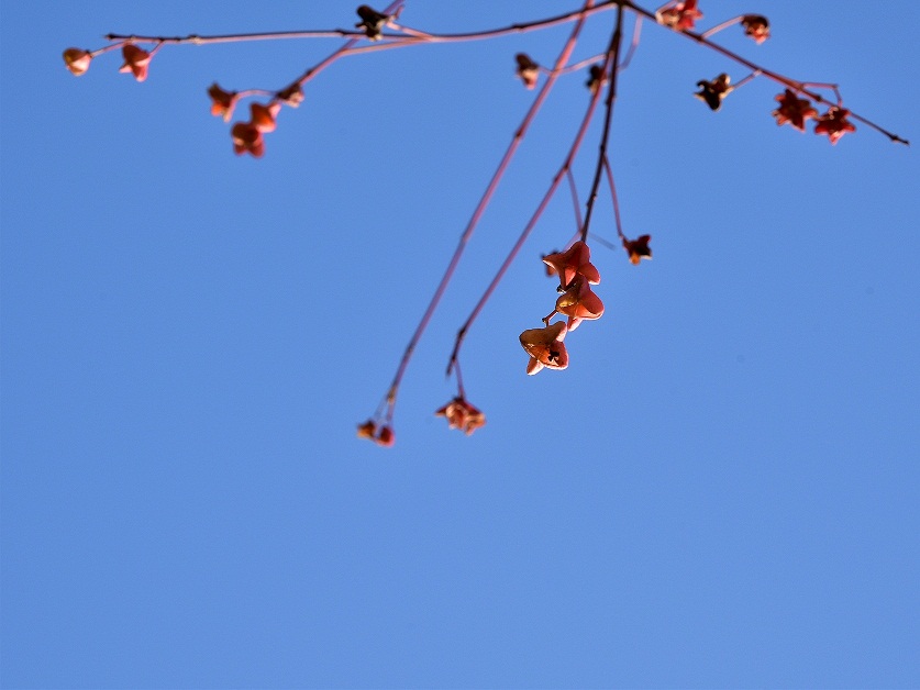 DSC_8987.JPG