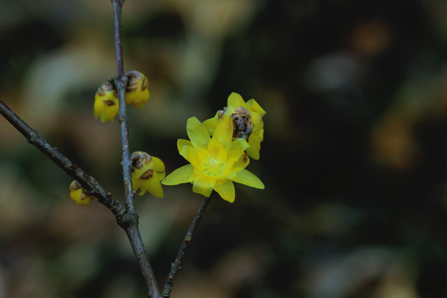 G_3082.jpg