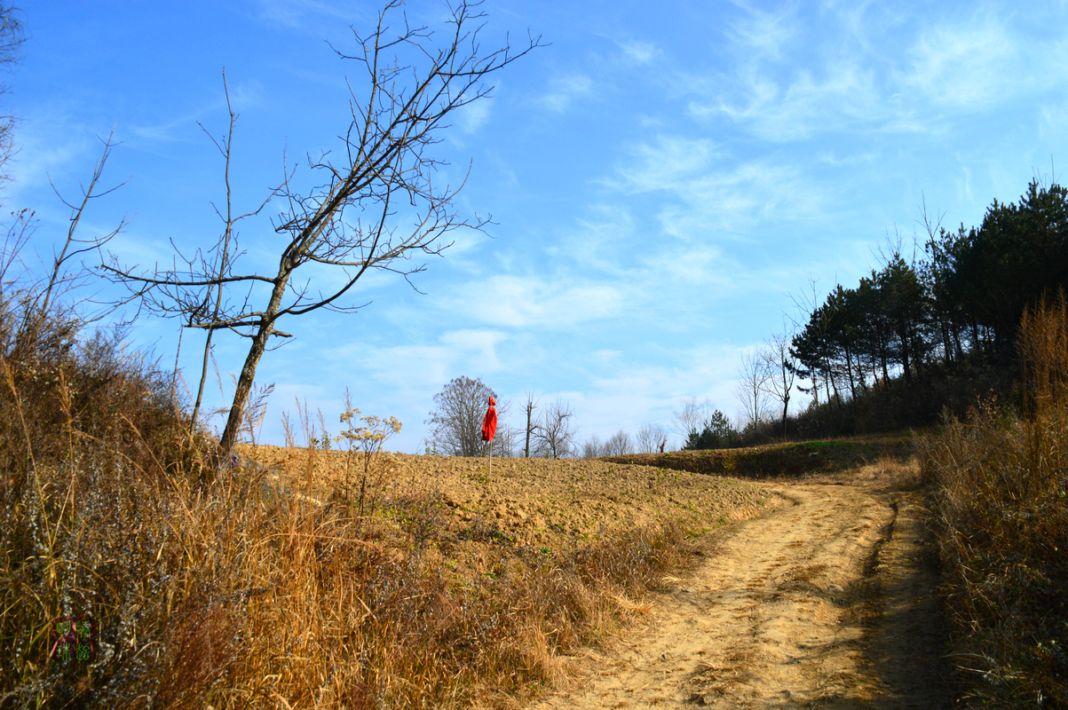 DSC_2737_副本.JPG