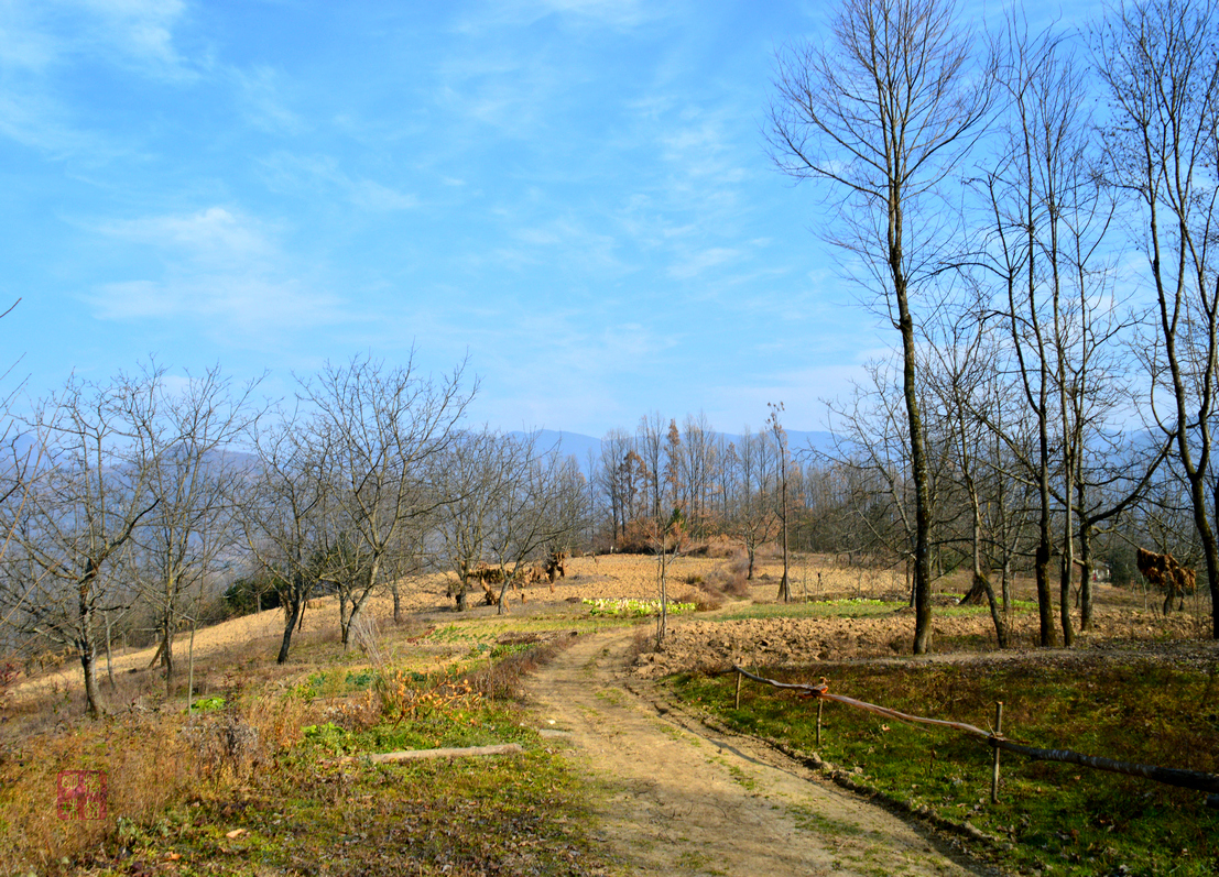 DSC_2773_副本.JPG