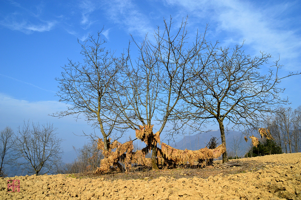 DSC_2777_副本.JPG