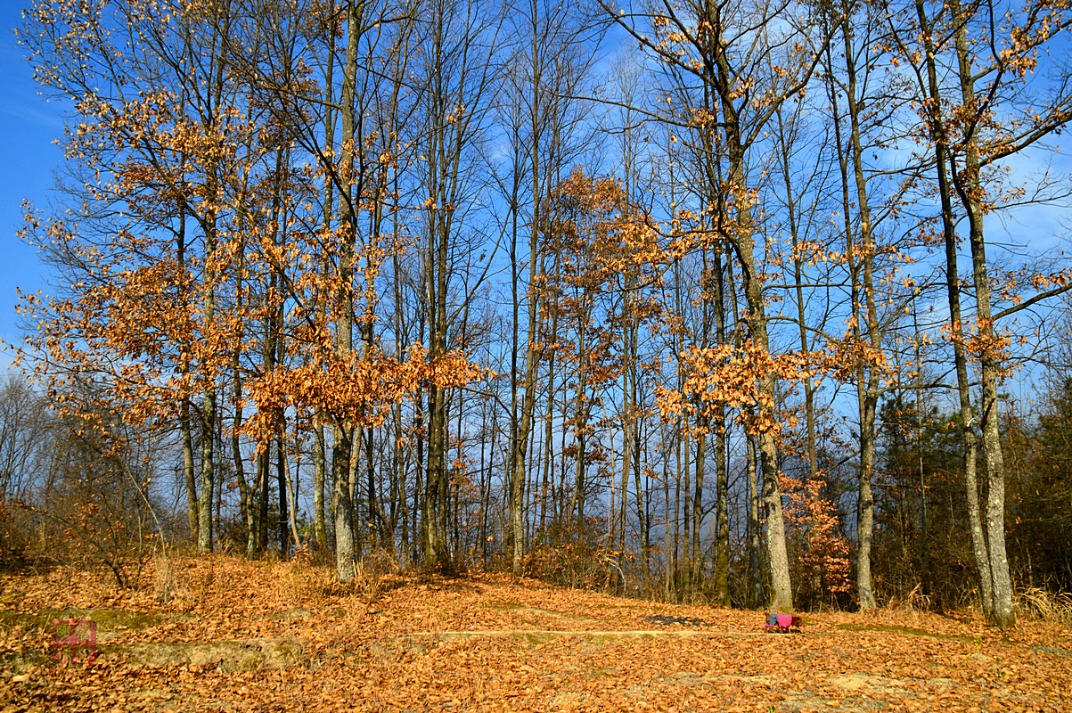 DSC_2783_副本.JPG