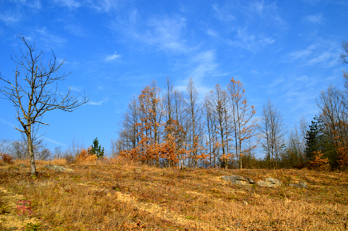 DSC_2790_副本.JPG