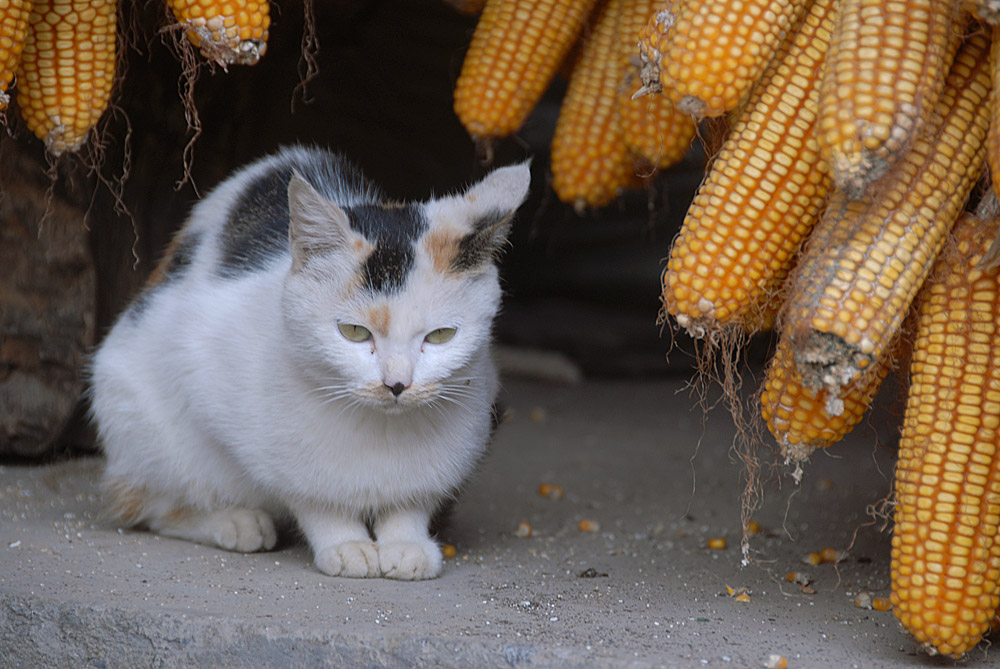 看家猫 (9).jpg
