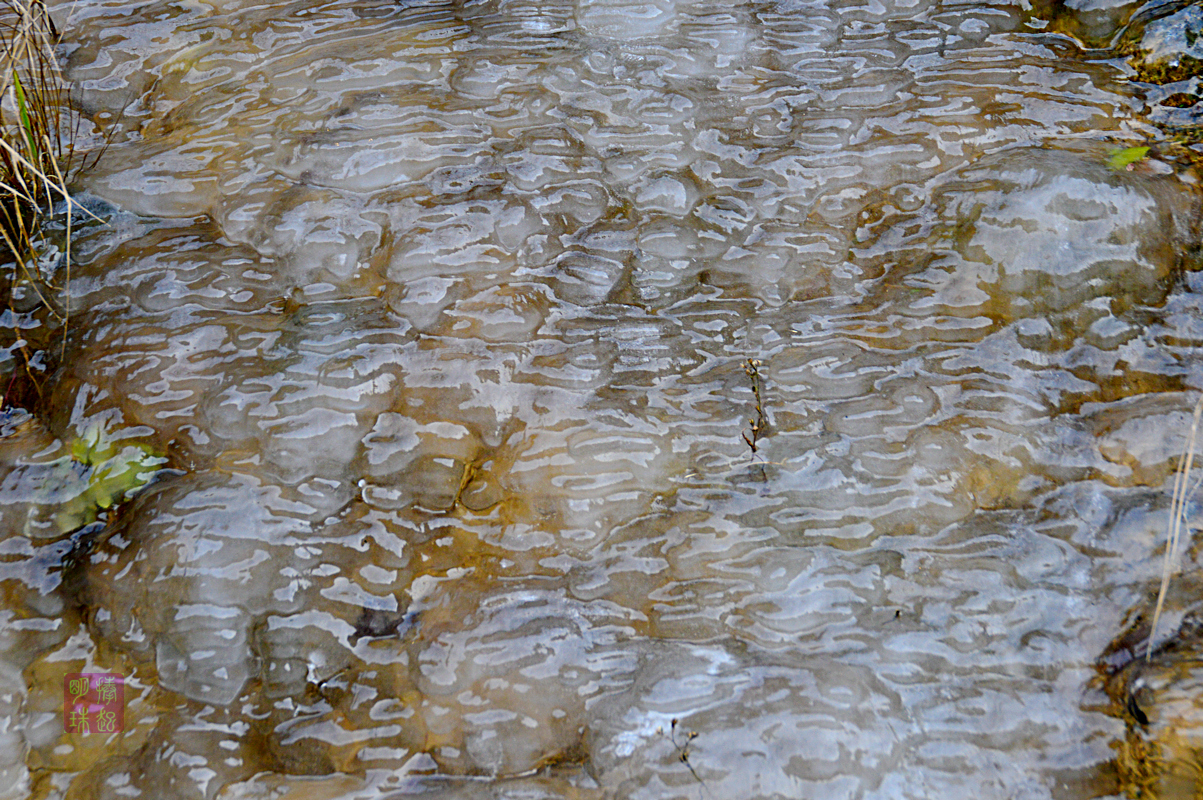 DSC_3981_副本.JPG