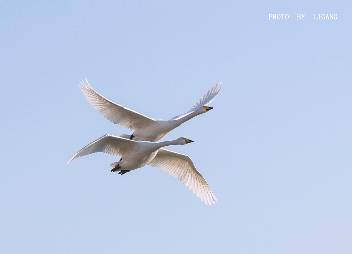 DSC_7969_副本.jpg