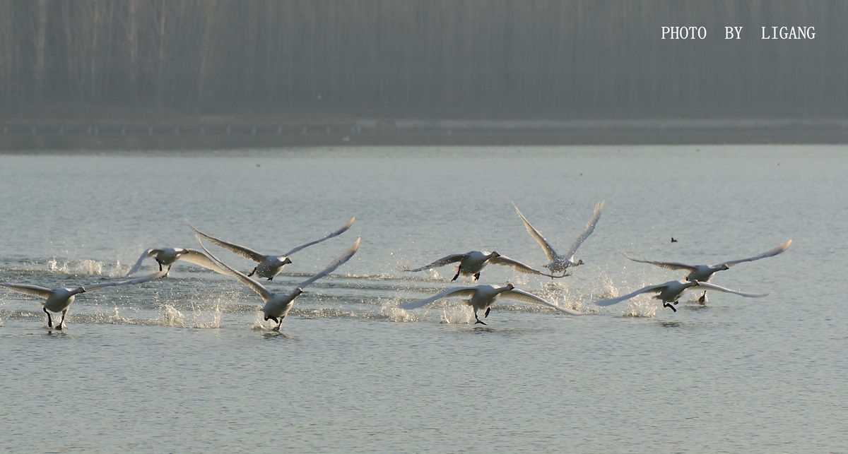 DSC_7905_副本.jpg