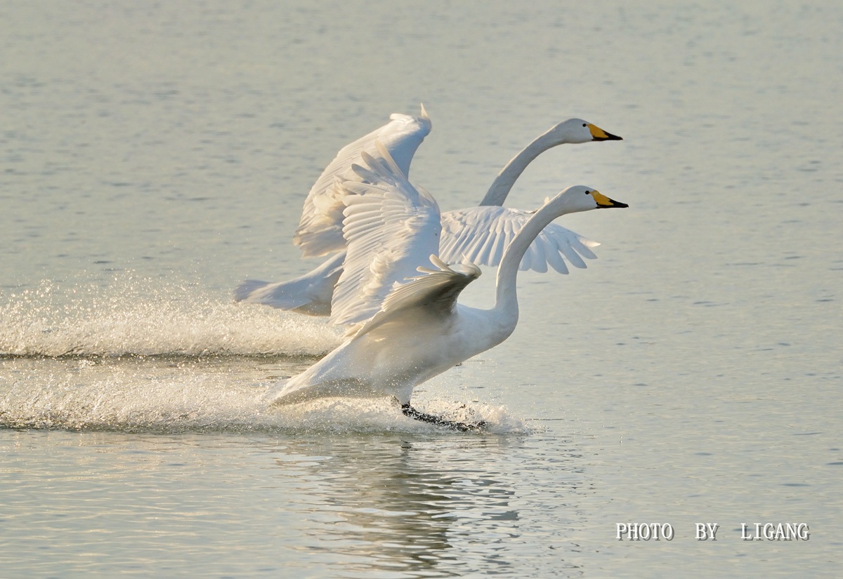 DSC_7889.1_1副本.jpg