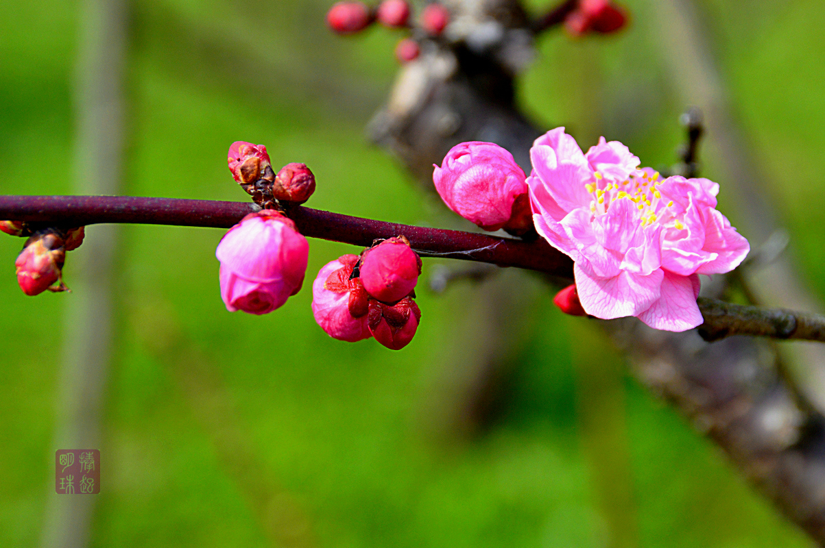 DSC_1604_副本.JPG