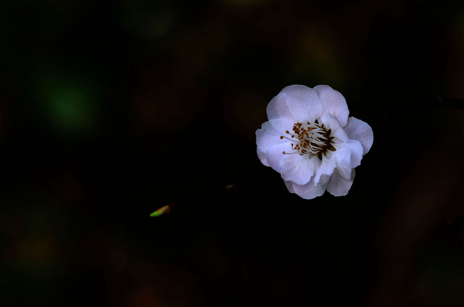 冰肌玉骨之白梅花