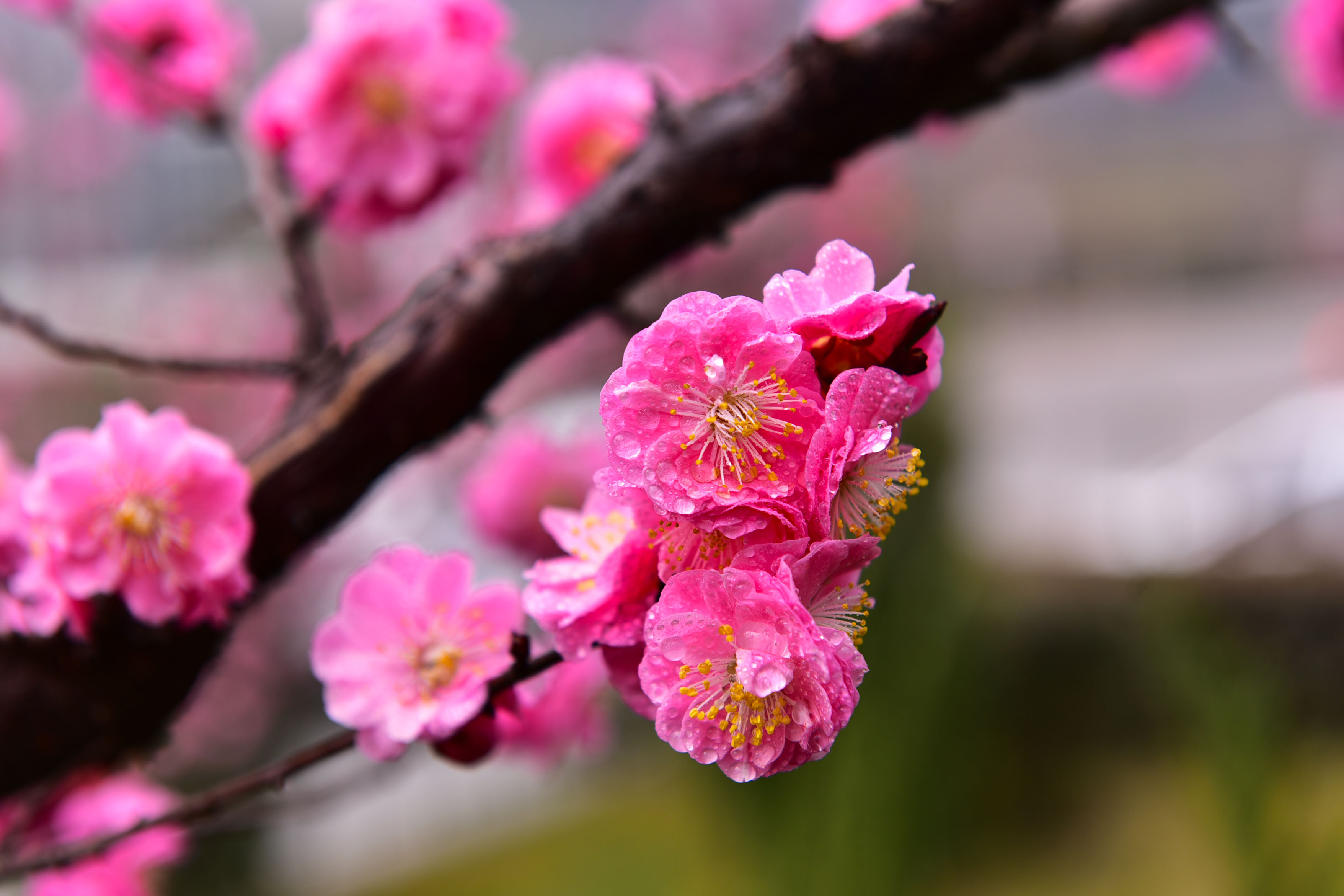 DSC_9159副本.jpg