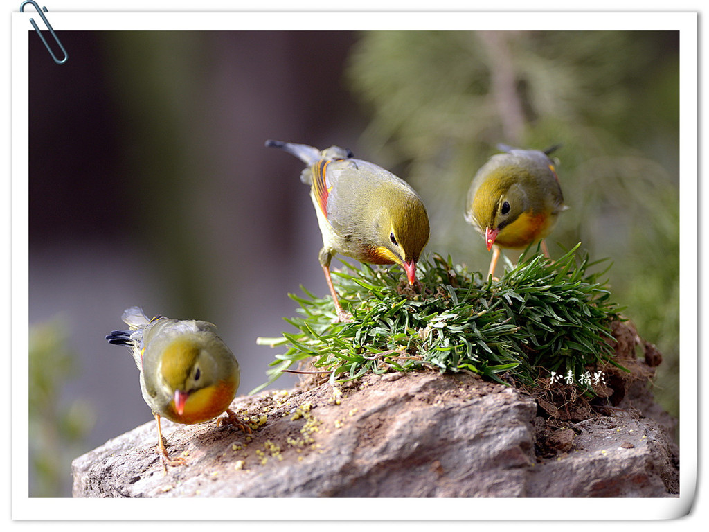 DSC_1121_副本.jpg