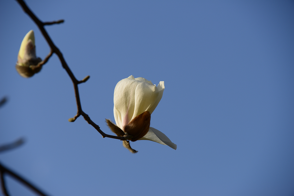 DSC_8003.JPG